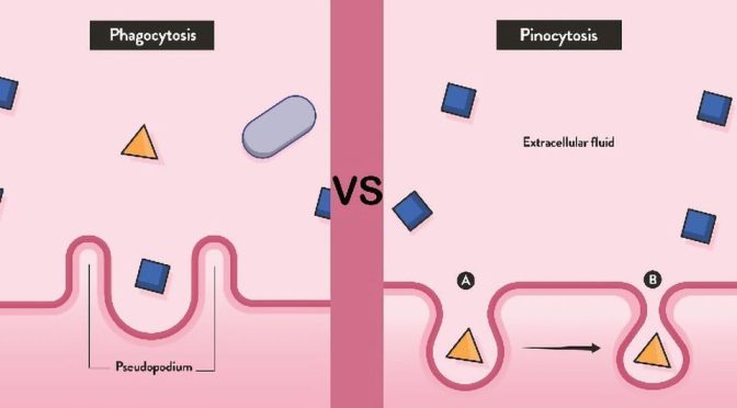 Key Body Fluids and Their Functions